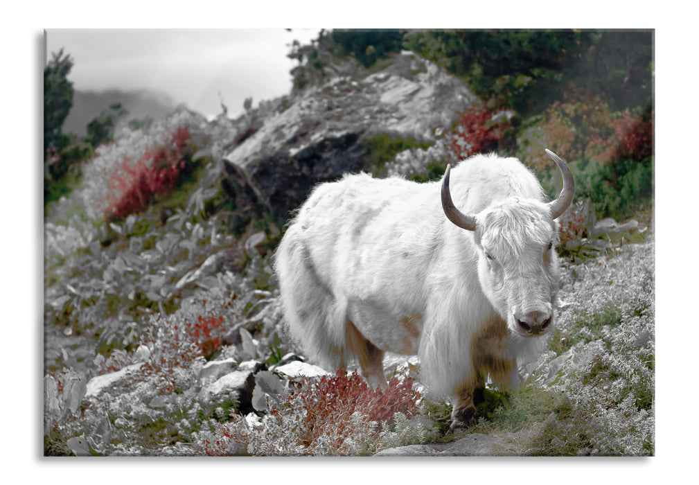 Schönes Yak Himalaya, Glasbild