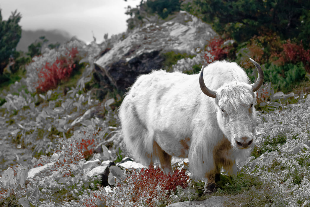 Schönes Yak Himalaya, Glasbild