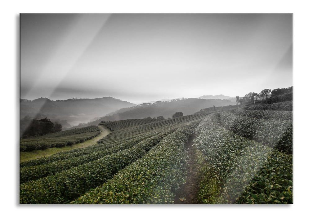 Pixxprint Sonnenaufgang Teeplantage Thailand, Glasbild