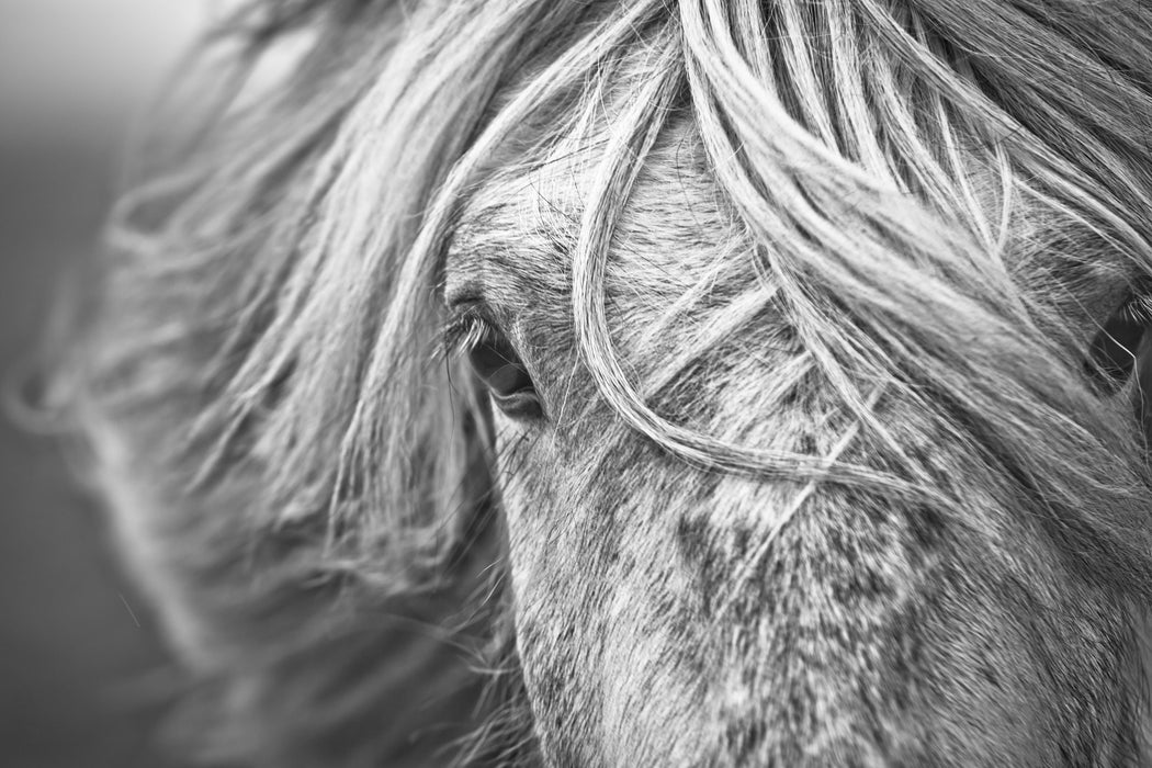 Islandpony in den Westfjorden, Glasbild