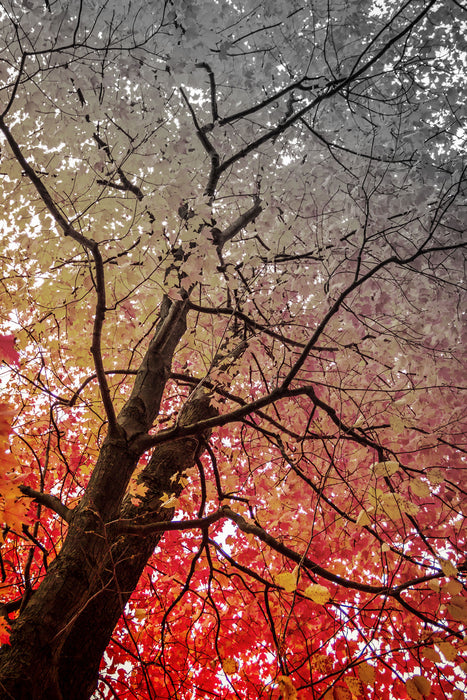 Feurige Herbstblätter, Glasbild