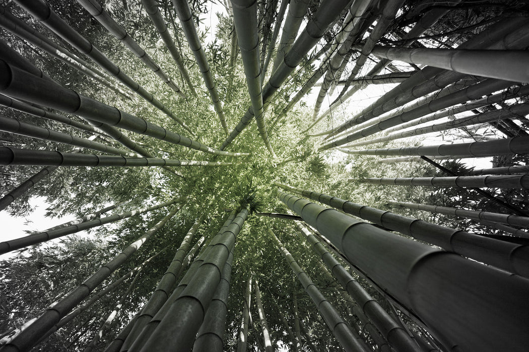 Grüner Bambus, Glasbild