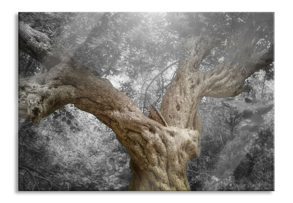 Mächtiger Baum im Wald, Glasbild