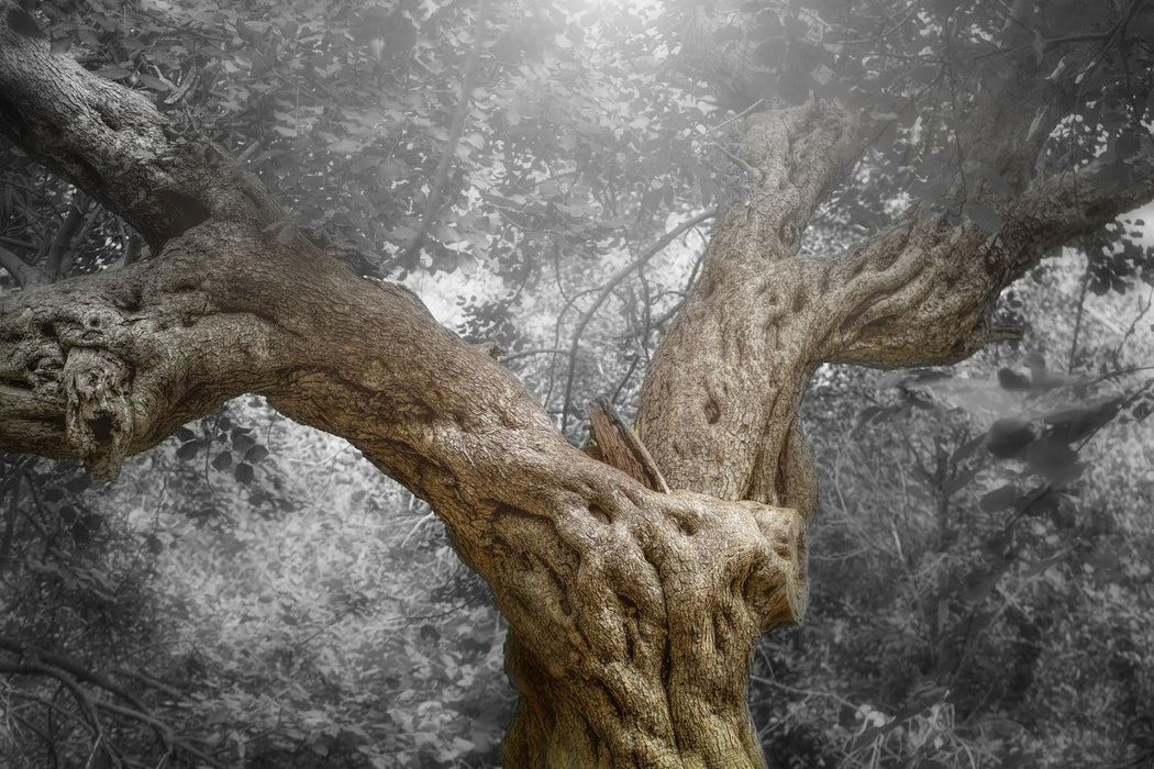 Mächtiger Baum im Wald, Glasbild