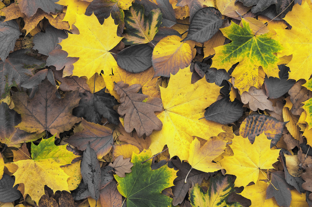 Herbstblätter, Glasbild