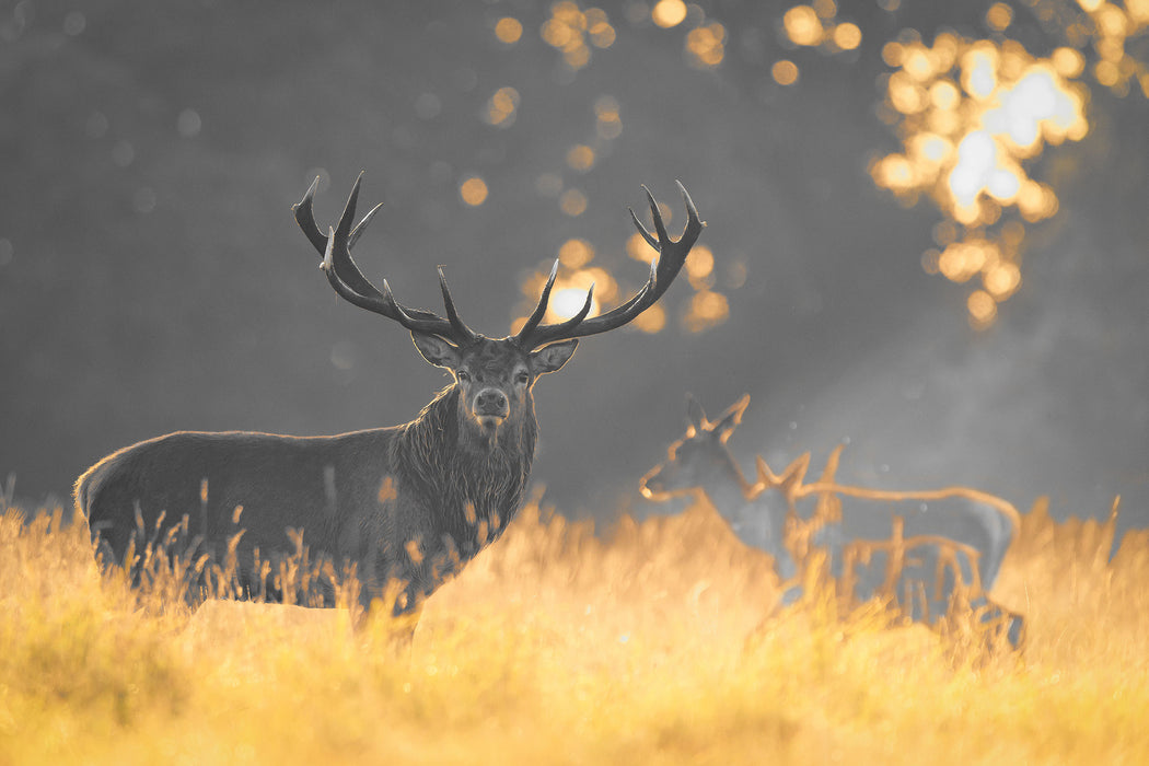 Rotwild im goldenen Morgenlicht, Glasbild