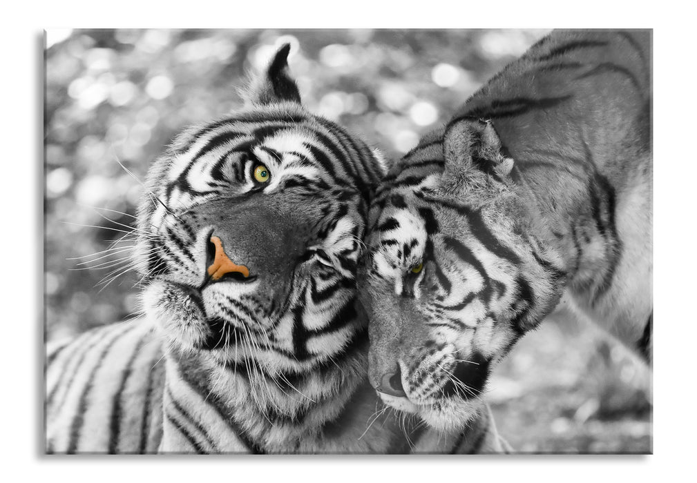 Pixxprint Zwei liebkosende Tiger, Glasbild