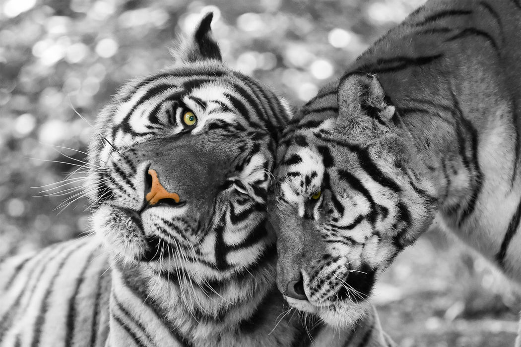 Zwei liebkosende Tiger, Glasbild