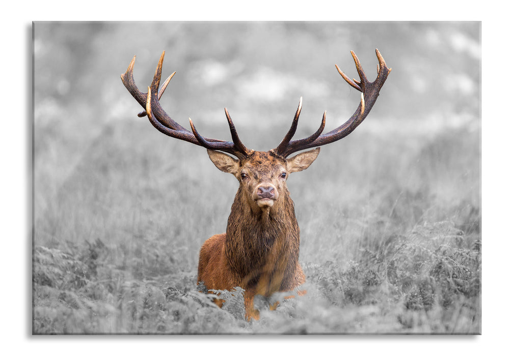 Pixxprint Großer Hirsch im Feld, Glasbild