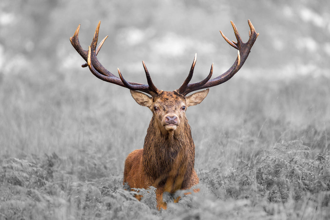 Großer Hirsch im Feld, Glasbild