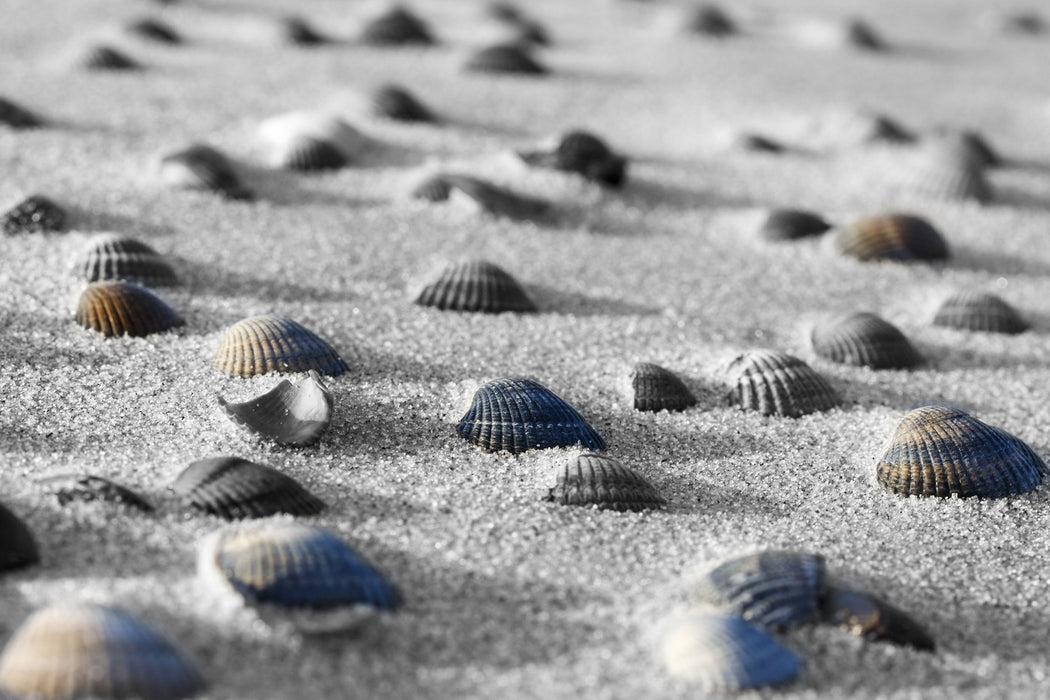 Muscheln im Sand, Glasbild