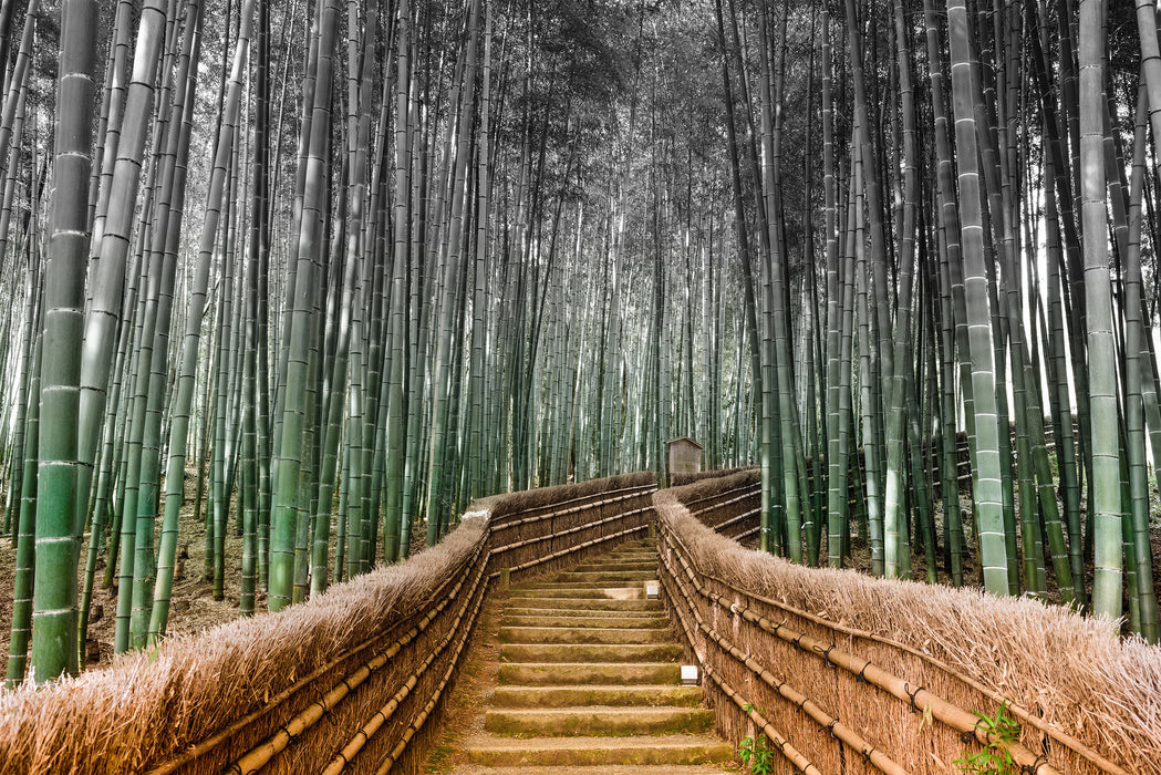 Kyoto Japan Bambuswald, Glasbild