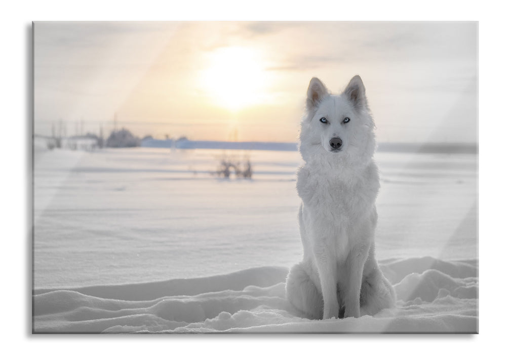 Weißer Wolf im Schnee, Glasbild