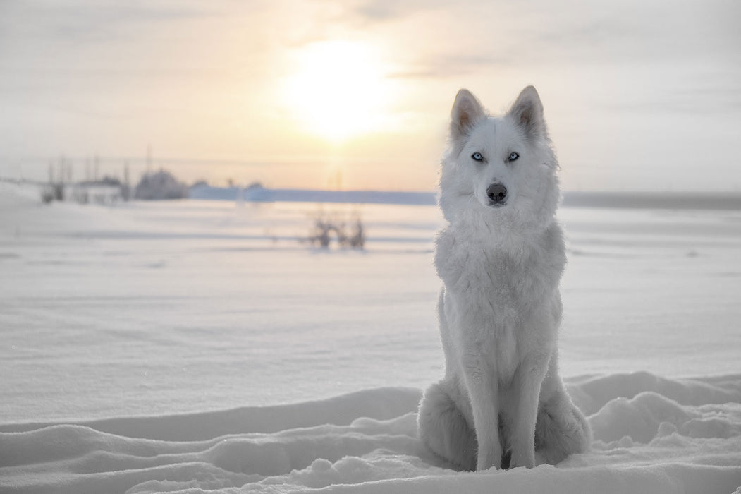 Weißer Wolf im Schnee, Glasbild