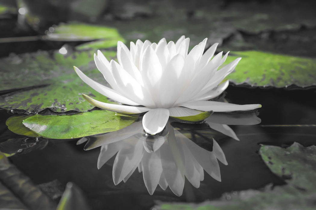 Weiße Lotusblume im Wasser, Glasbild