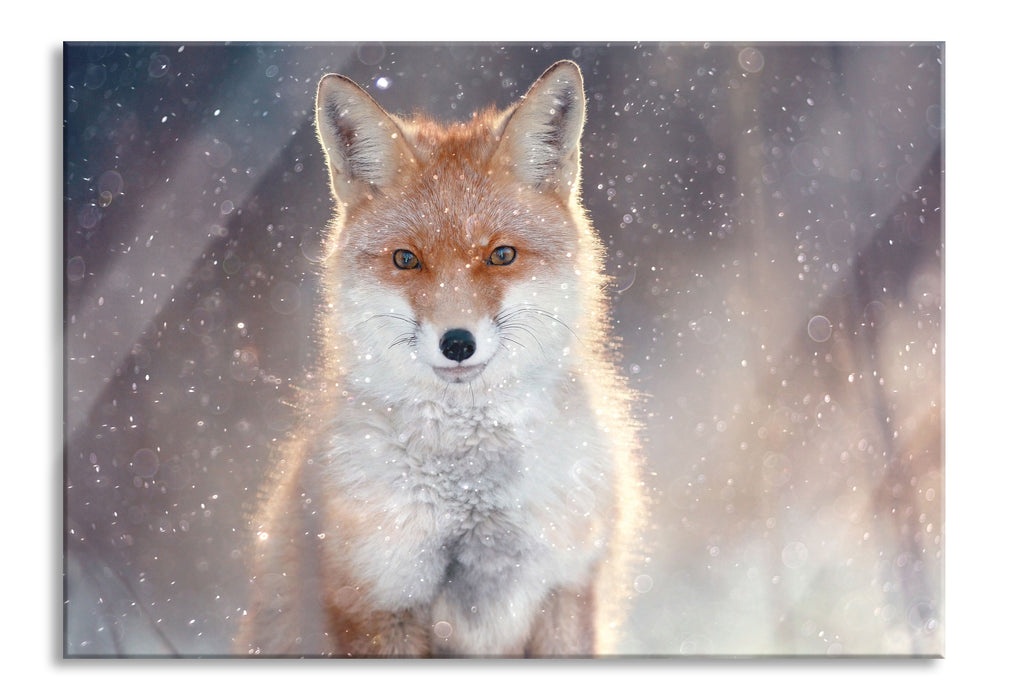 Roter Fuchs im Winter, Glasbild