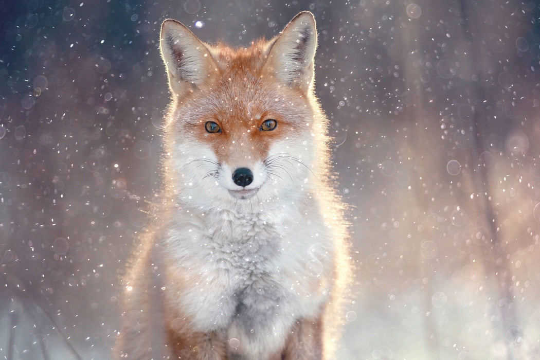 Roter Fuchs im Winter, Glasbild