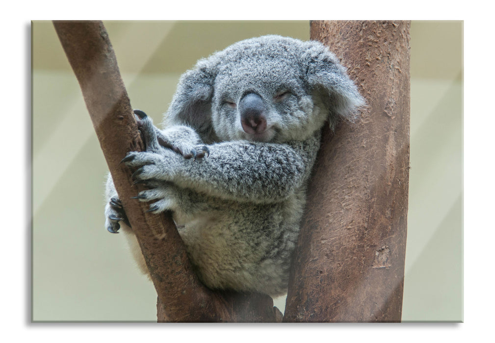 Schlafender Koala im Baum, Glasbild