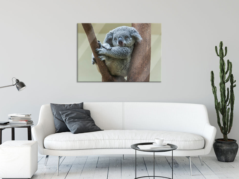 Schlafender Koala im Baum, Glasbild