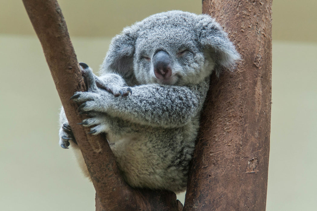 Schlafender Koala im Baum, Glasbild