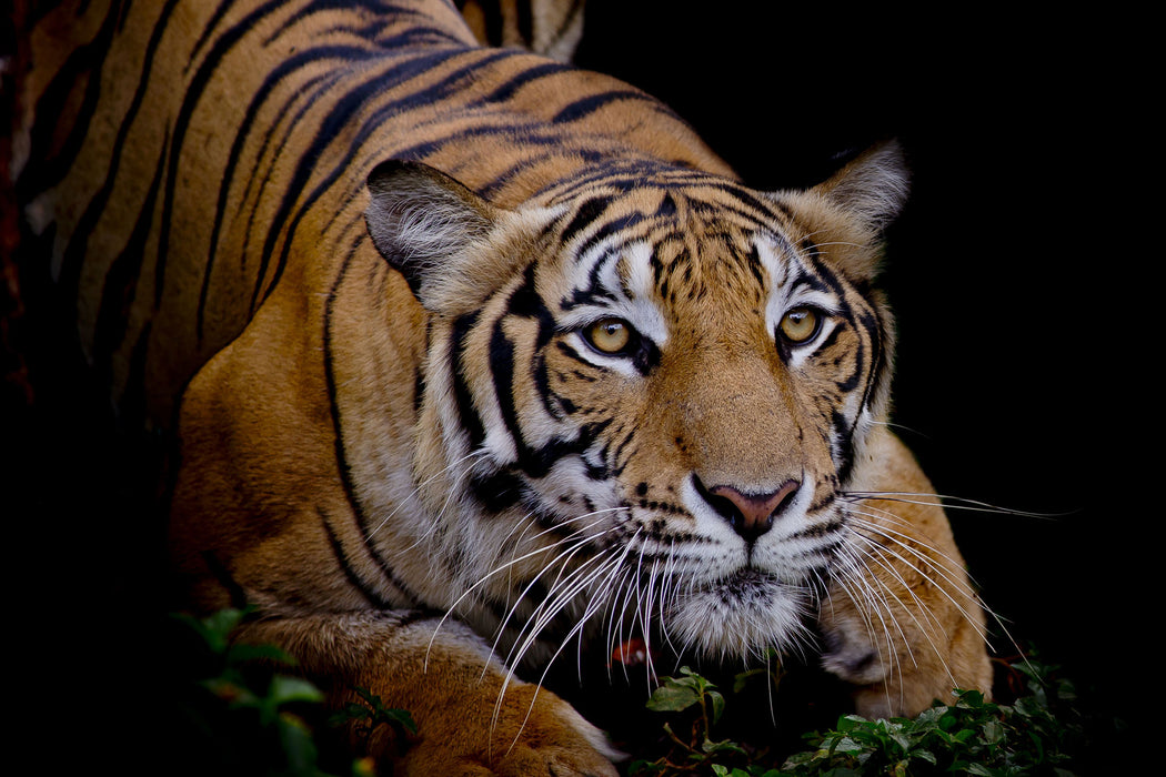 Mächtiger lauernder Tiger, Glasbild