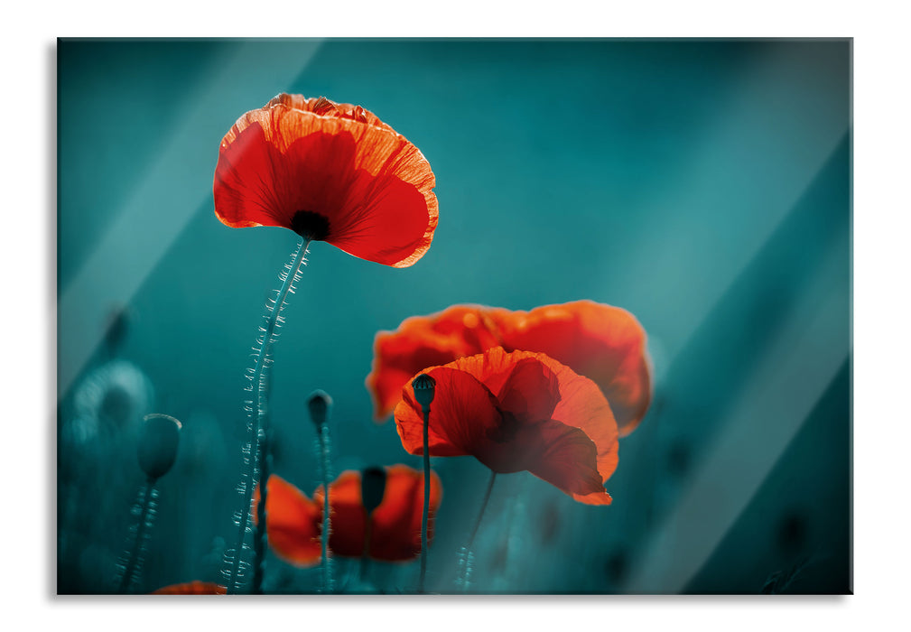 Mohnblumen auf einer Wiese in der Nacht, Glasbild