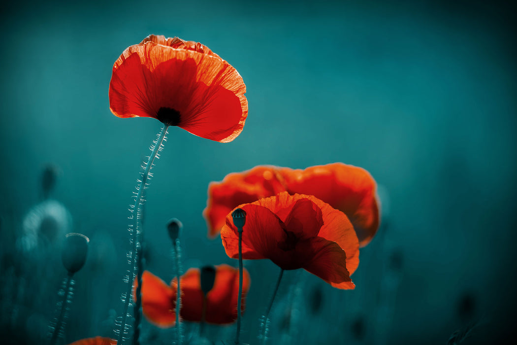 Mohnblumen auf einer Wiese in der Nacht, Glasbild