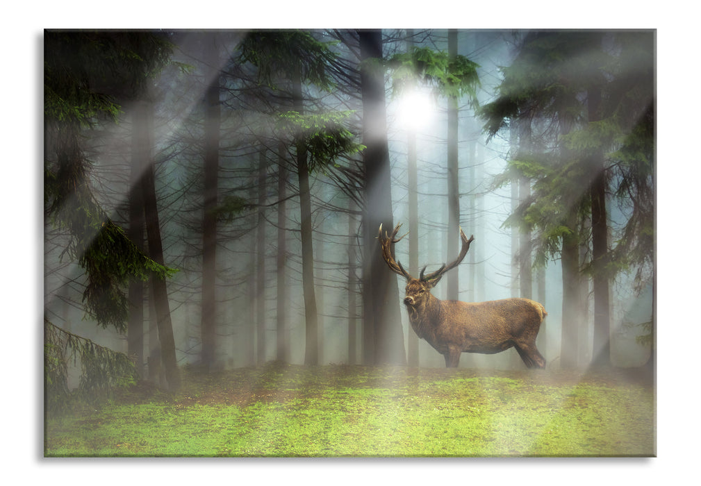 Hirsch auf Waldlichtung Sonnenstrahlen, Glasbild