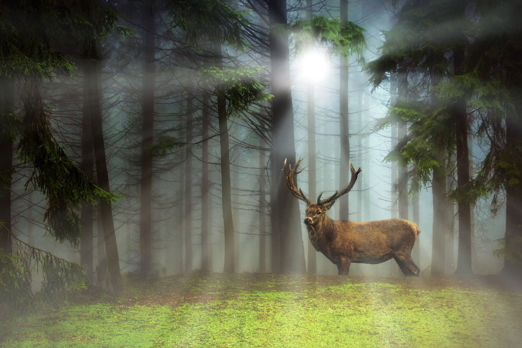 Hirsch auf Waldlichtung Sonnenstrahlen, Glasbild