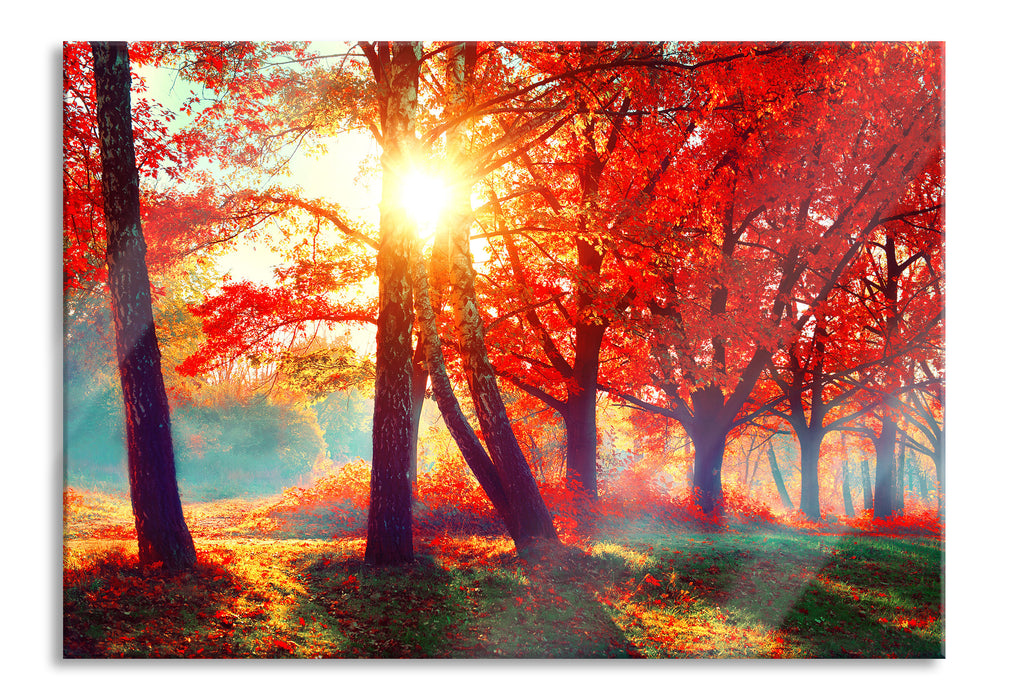 Bunte Herbstbäume sonnenbestrahlt, Glasbild