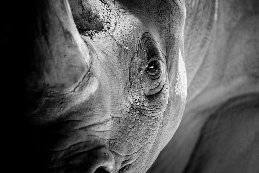 Nahaufnahme eines Nashorn Schwarz-weiß, Glasbild