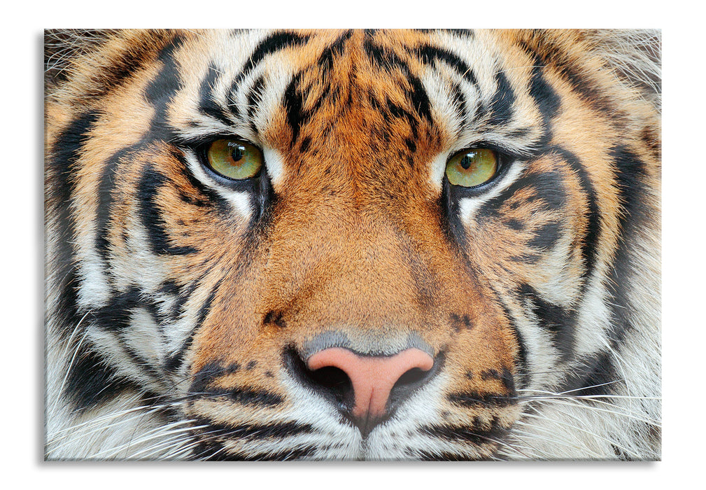 Pixxprint Nahaufnahme Sumatra Tiger, Glasbild