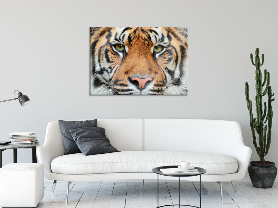 Nahaufnahme Sumatra Tiger, Glasbild