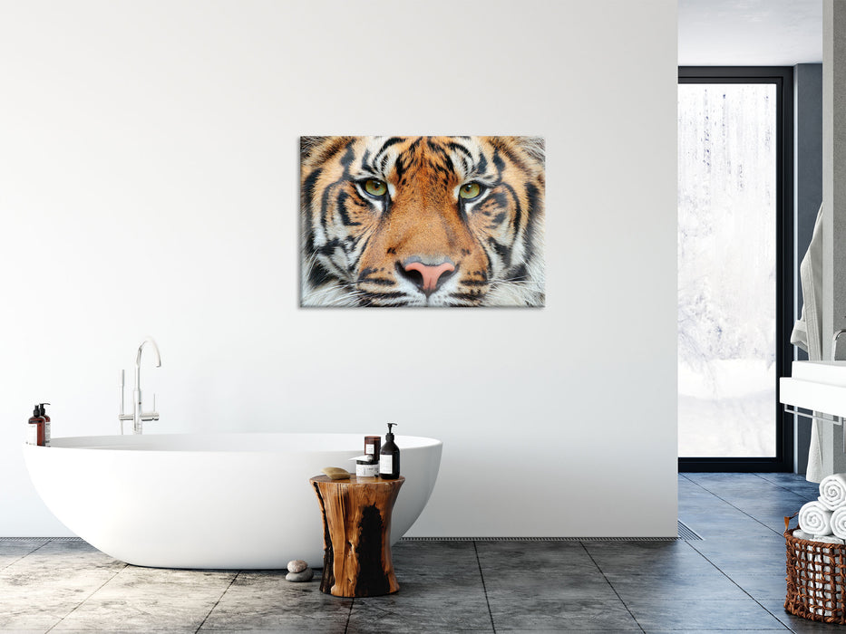 Nahaufnahme Sumatra Tiger, Glasbild