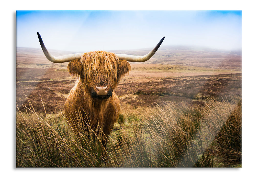 Pixxprint Highland Rind mit großen Hörnern Steppe, Glasbild