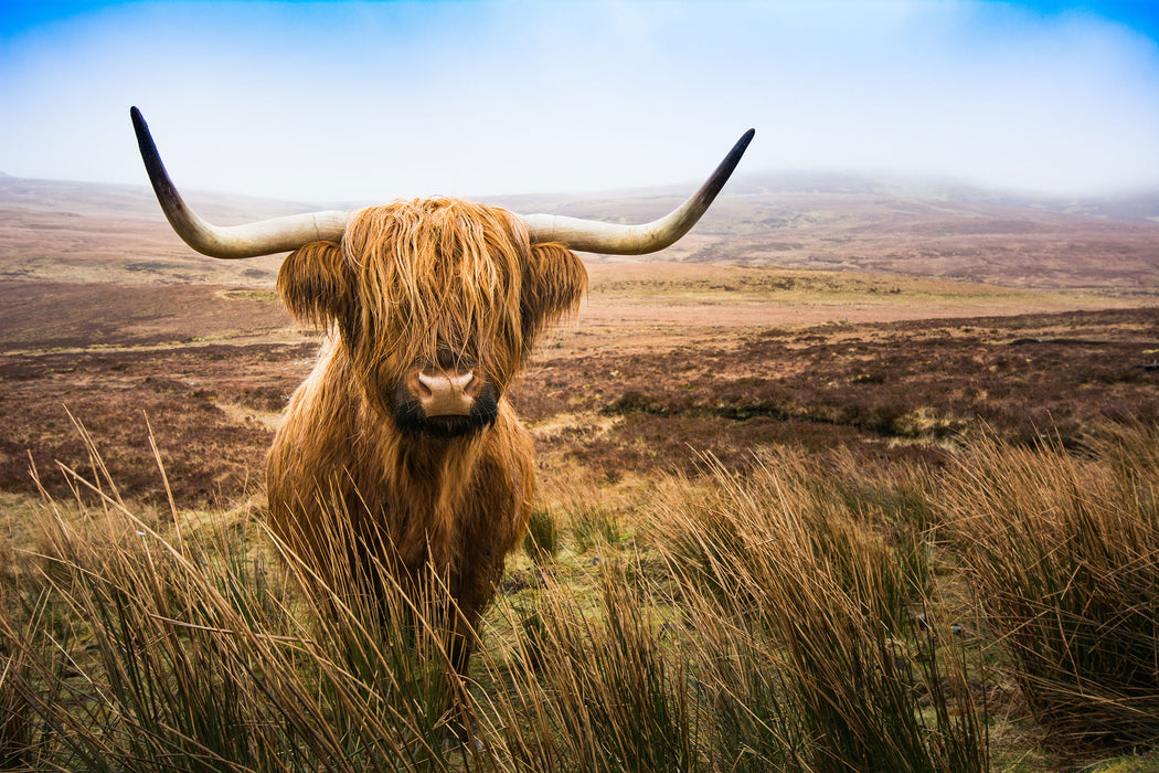 Highland Rind mit großen Hörnern Steppe, Glasbild