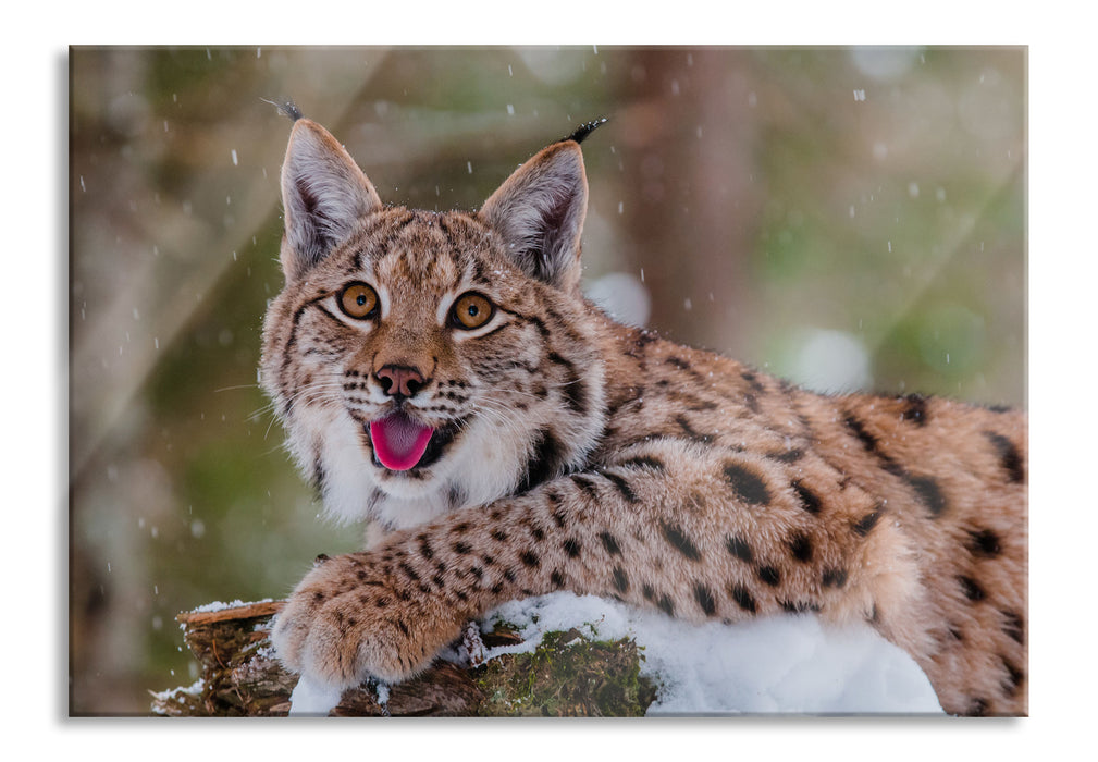 Pixxprint Luchs auf schneebedecktem Baumstumpf, Glasbild