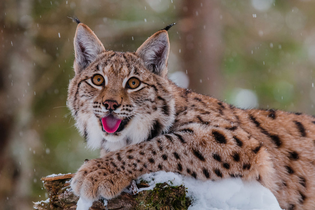 Luchs auf schneebedecktem Baumstumpf, Glasbild