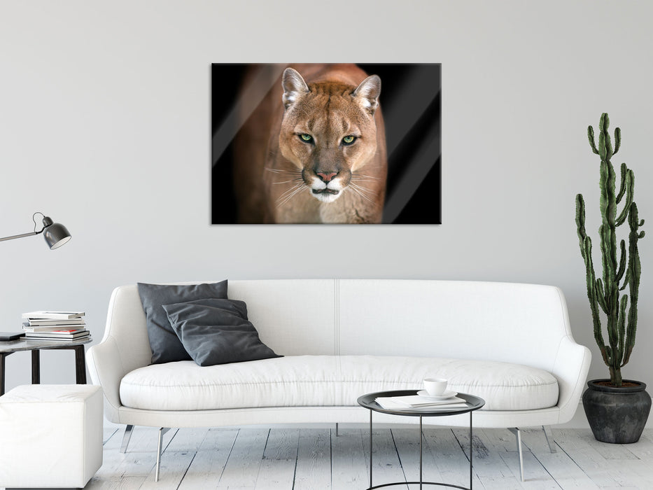 Bedrohlicher Puma Nahaufnahme, Glasbild