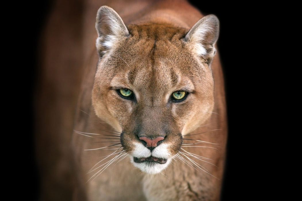 Bedrohlicher Puma Nahaufnahme, Glasbild