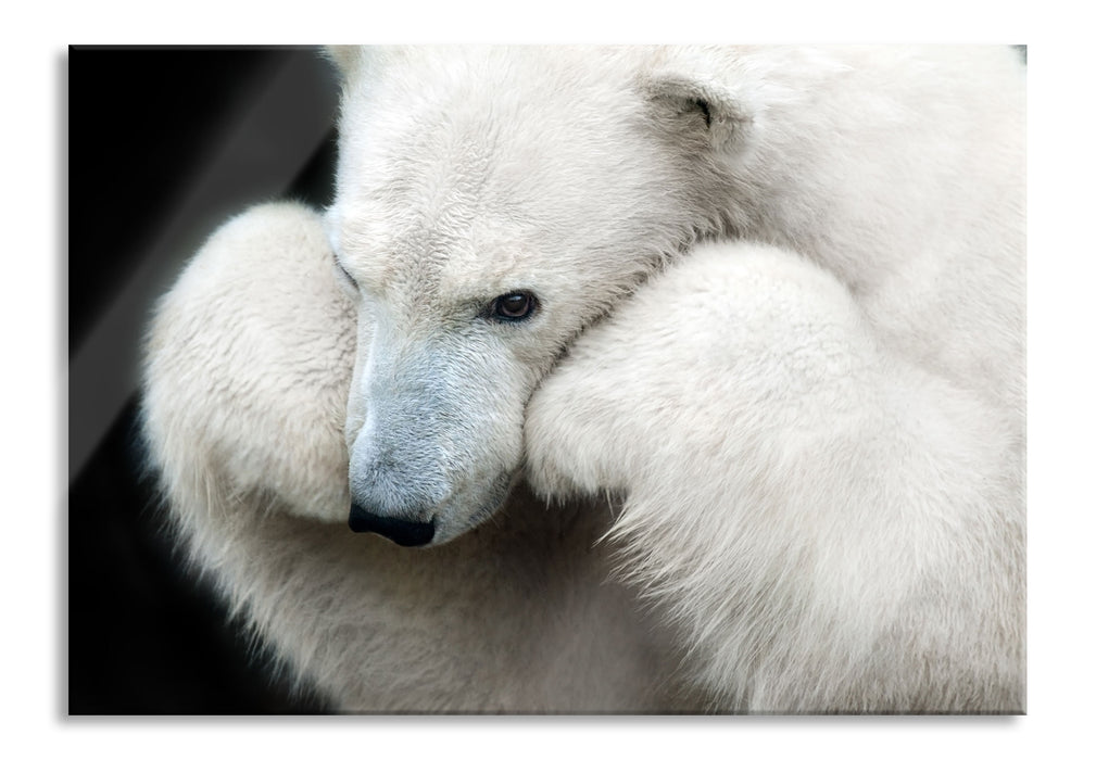 Grübelnder Eisbär stützt sich auf Pfoten, Glasbild