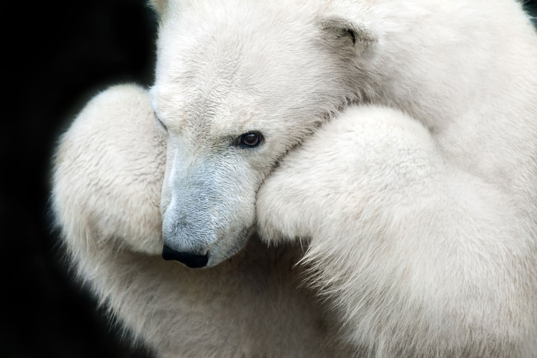 Grübelnder Eisbär stützt sich auf Pfoten, Glasbild