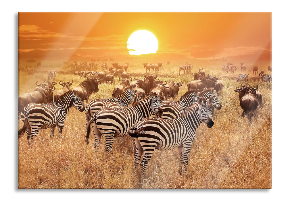 Pixxprint Zebraherde Savanne bei Sonnenuntergang, Glasbild