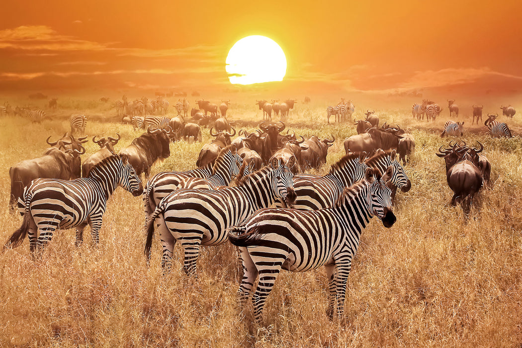 Zebraherde Savanne bei Sonnenuntergang, Glasbild