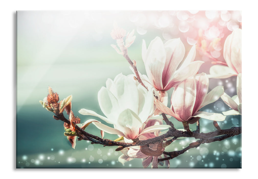 Pixxprint Wunderschöne Magnolien Nahaufnahme, Glasbild