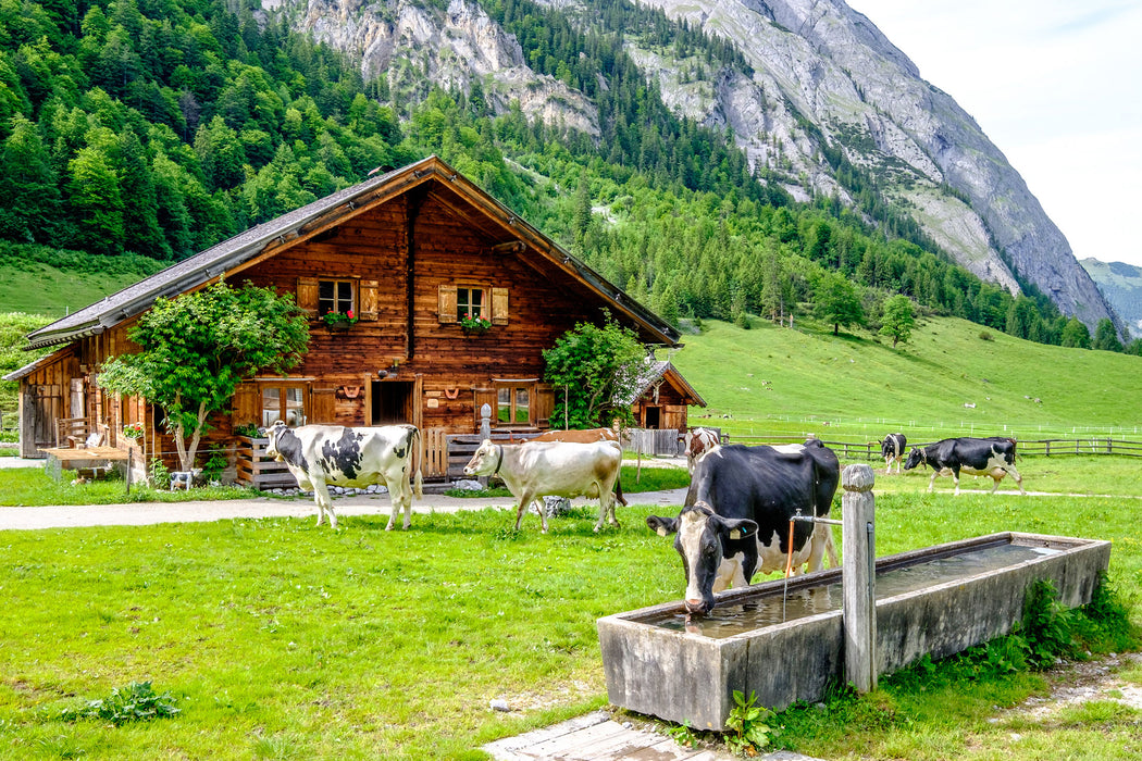 Kühe vor Blochhütte auf Albenweide, Glasbild