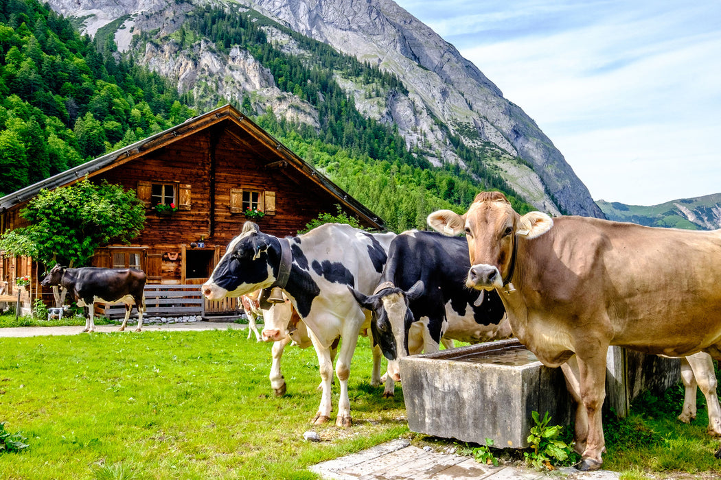 Kühe auf Almwiese am Trog, Glasbild