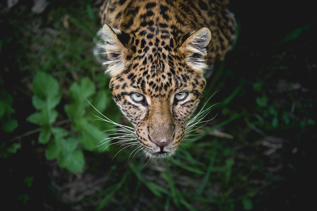 gefährlicher Panther im Wald von oben, Glasbild