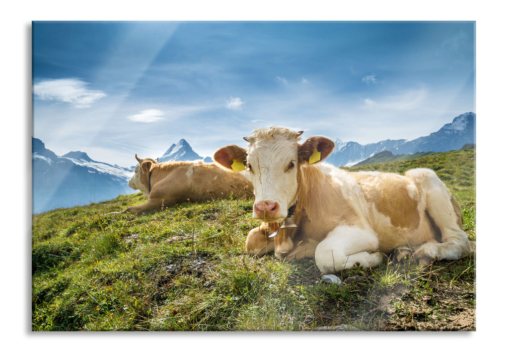 Simmentaler Kühe vor Schweizer Alpen, Glasbild