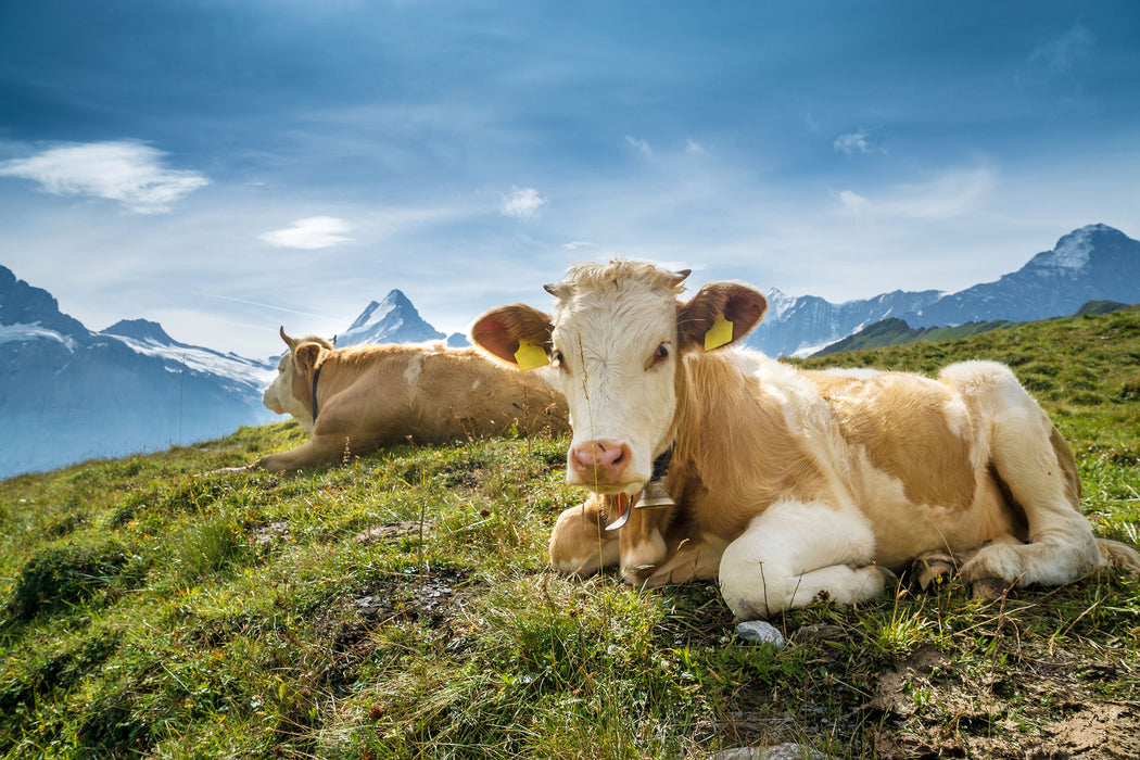 Simmentaler Kühe vor Schweizer Alpen, Glasbild